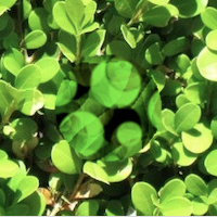 camouflaged prey on "hedge" background