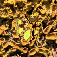 camouflaged prey on "lichen" background