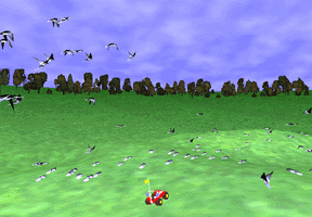 pigeons in the park