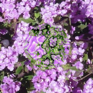 evolved camouflaged prey on "flowers and leaves" background
